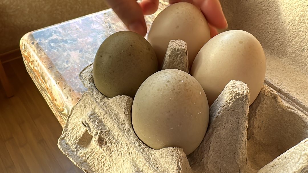 Одинцово, Волонтёры, Утка, Спасатели, Колесникова