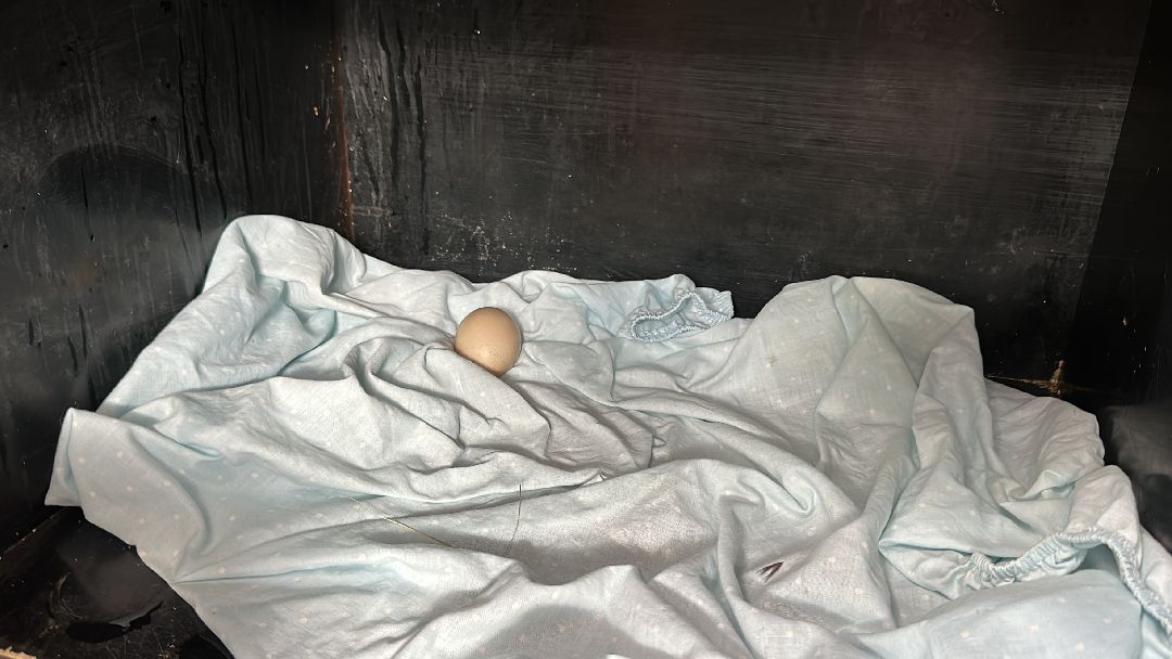 Одинцово, Волонтёры, Утка, Спасатели, Колесникова