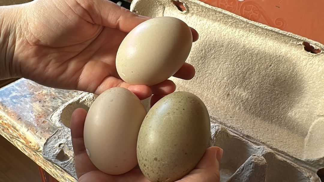 Одинцово, Волонтёры, Утка, Спасатели, Колесникова