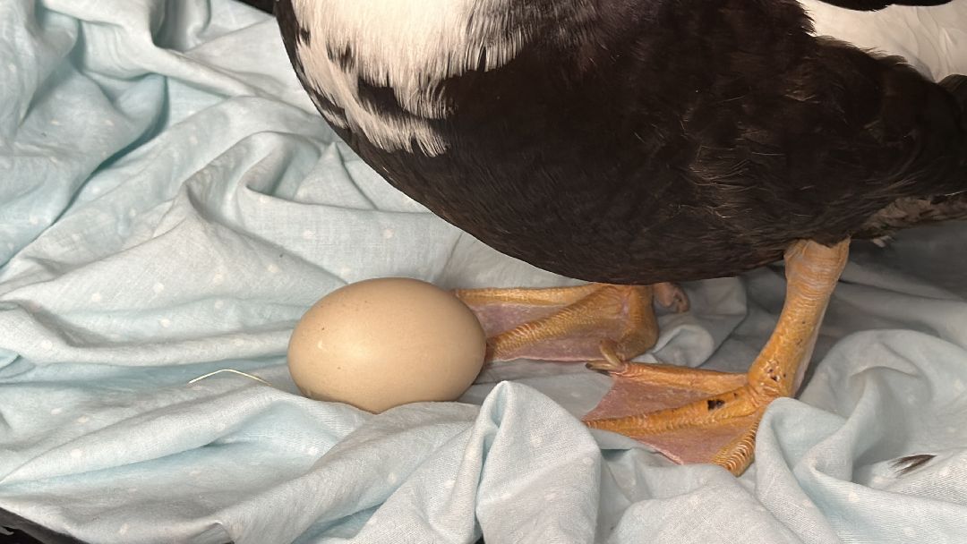 Одинцово, Волонтёры, Утка, Спасатели, Колесникова