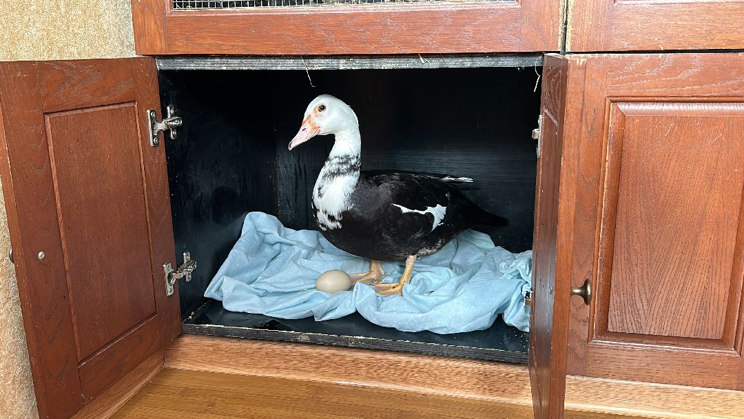 Одинцово, Волонтёры, Утка, Спасатели, Колесникова