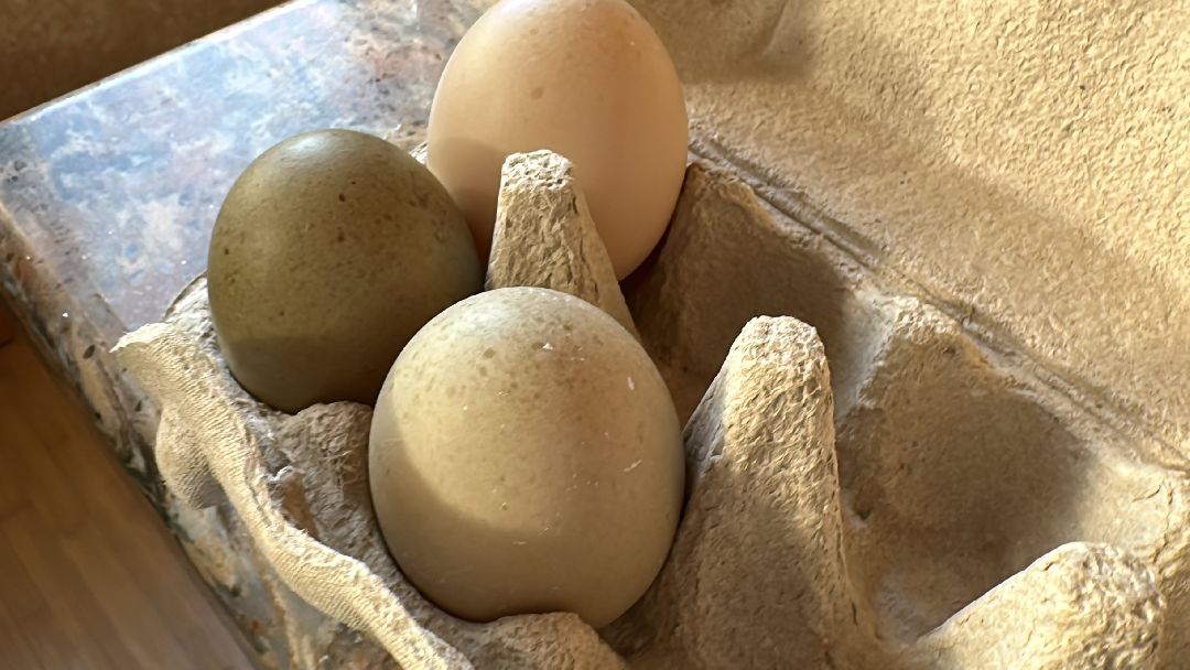 Одинцово, Волонтёры, Утка, Спасатели, Колесникова