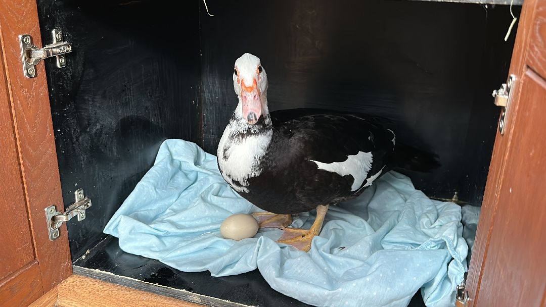 Одинцово, Волонтёры, Утка, Спасатели, Колесникова