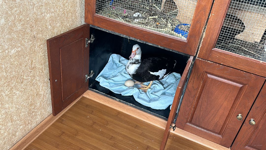 Одинцово, Волонтёры, Утка, Спасатели, Колесникова