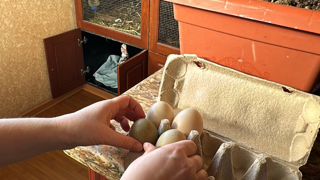 Одинцово, Волонтёры, Утка, Спасатели, Колесникова