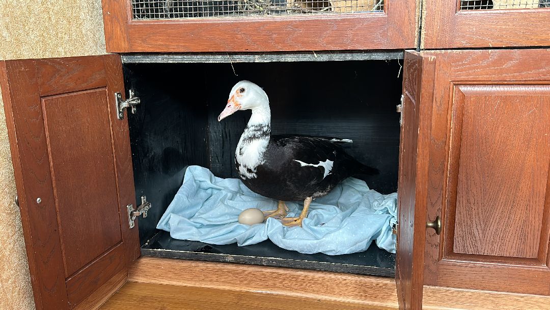 Одинцово, Волонтёры, Утка, Спасатели, Колесникова