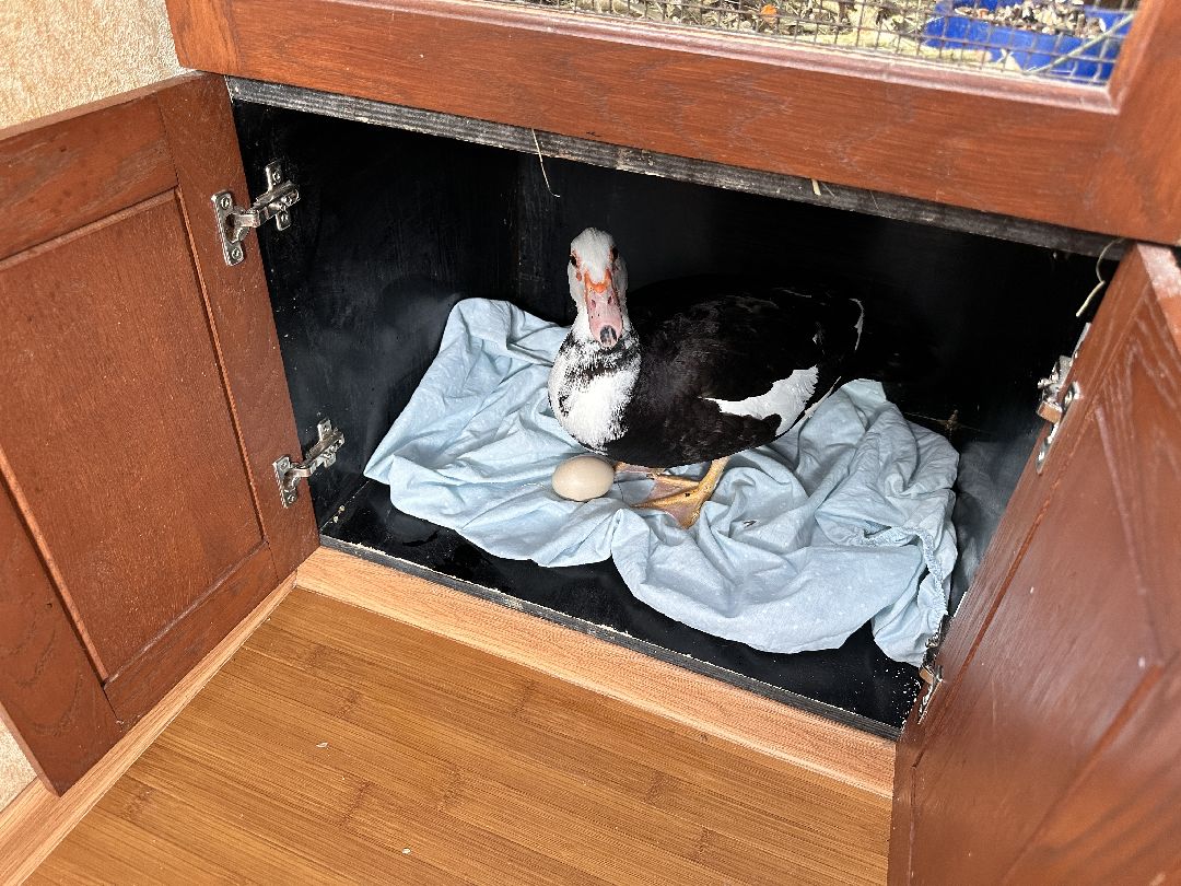 Одинцово, Волонтёры, Утка, Спасатели, Колесникова