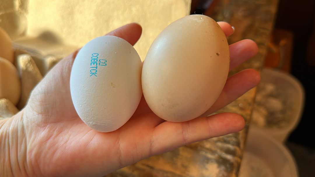 Одинцово, Волонтёры, Утка, Спасатели, Колесникова