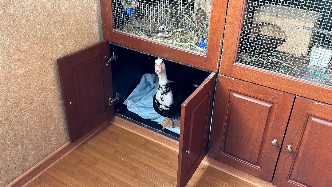 Одинцово, Волонтёры, Утка, Спасатели, Колесникова