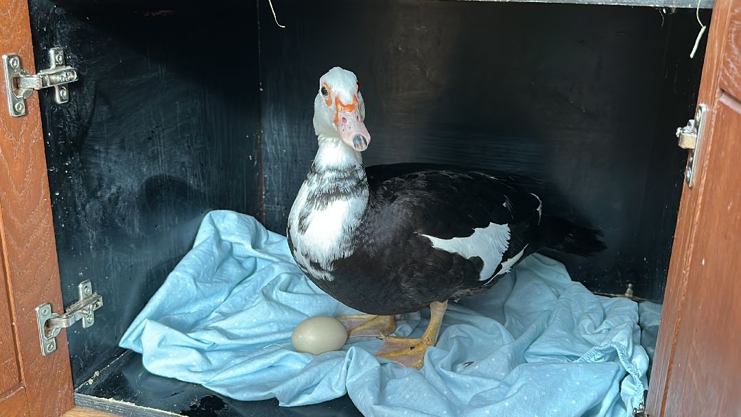 Одинцово, Волонтёры, Утка, Спасатели, Колесникова