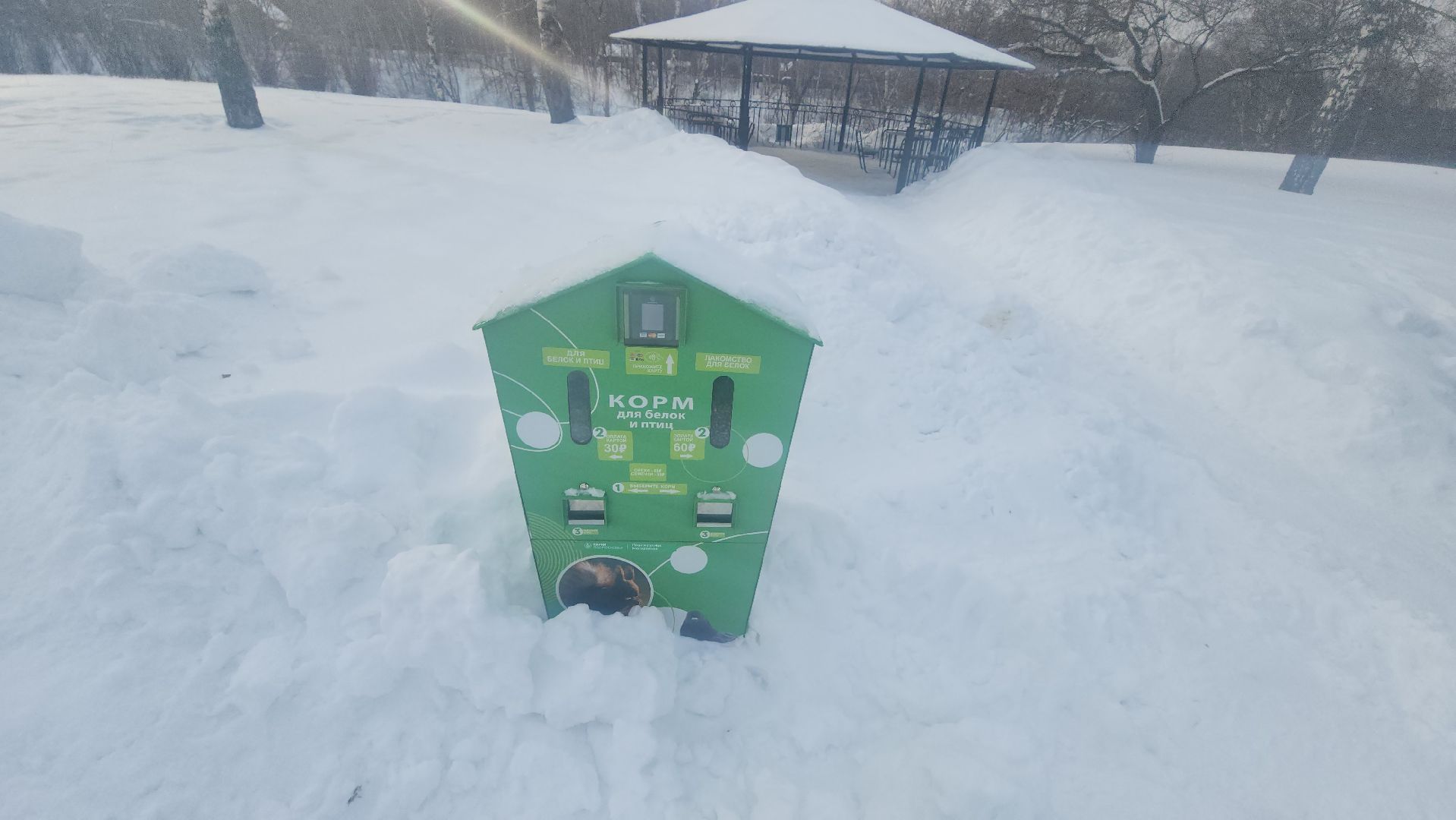 долгопрудный, парки, белки, утки, кормушка,