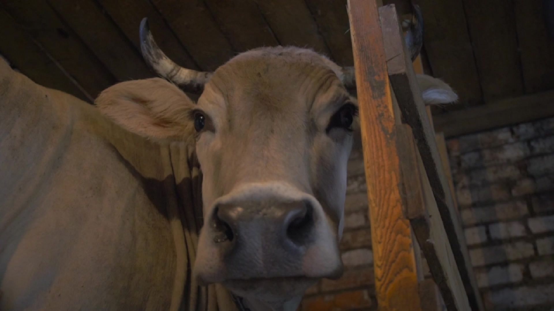 Сельское хозяйство, Фермерство, Звенигород,