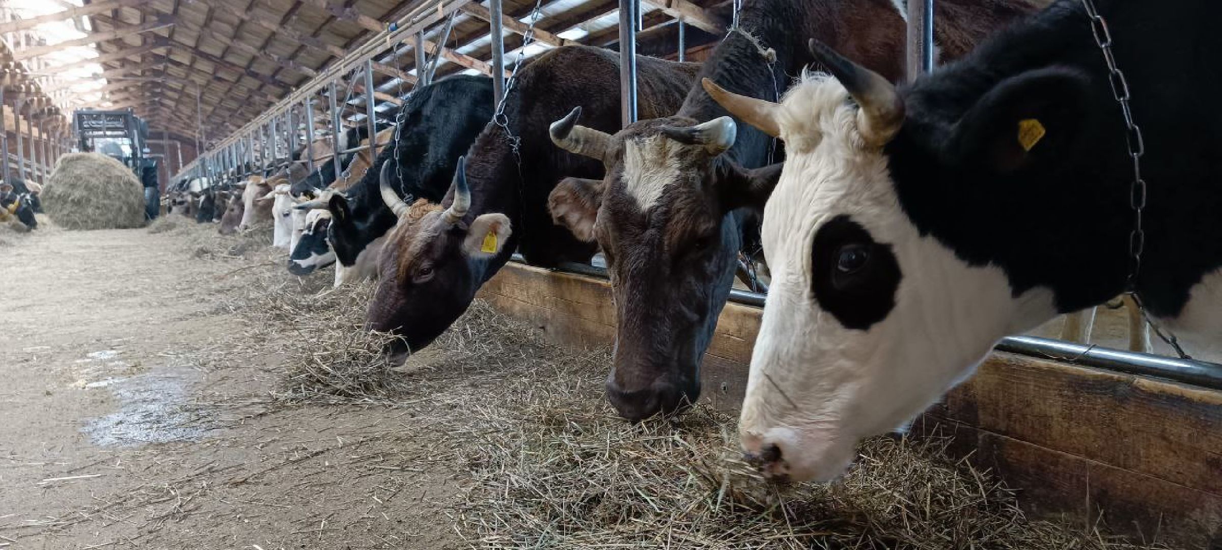 Дмитров, Сыроварня Булатовых, Минсельхоз,