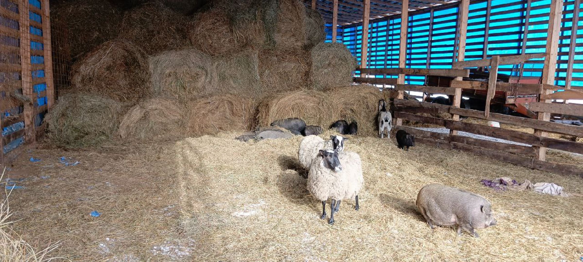 Дмитров, Сыроварня Булатовых, Минсельхоз,