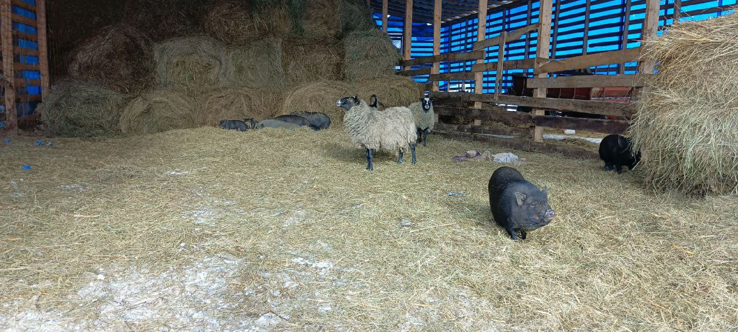 Дмитров, Сыроварня Булатовых, Минсельхоз,