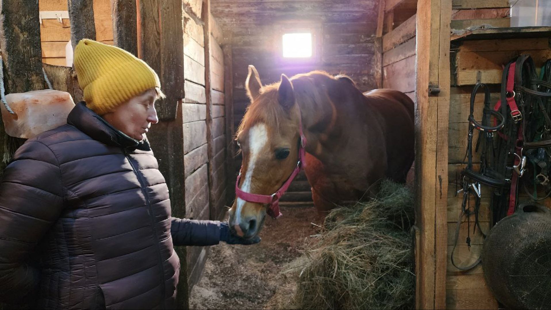 люберцы, Люберецкий конный двор, конюшня,