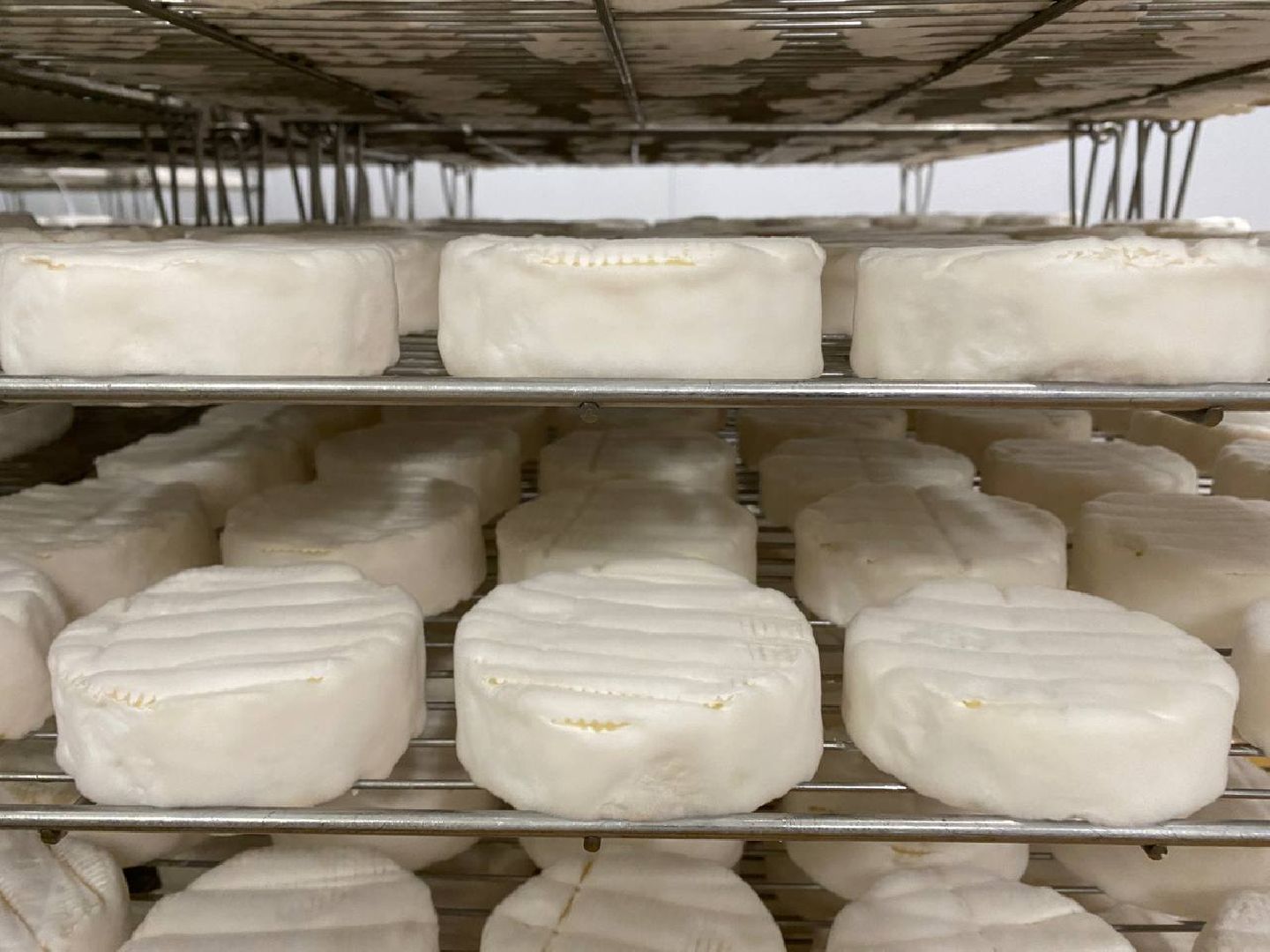 чехов, экономика, сыроварня, инвестпроект, производство, покупатели,