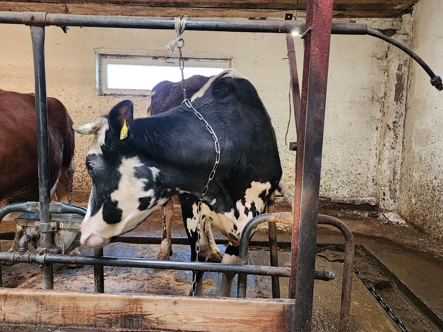 Звенигород, сельское хозяйство, Фермерство,