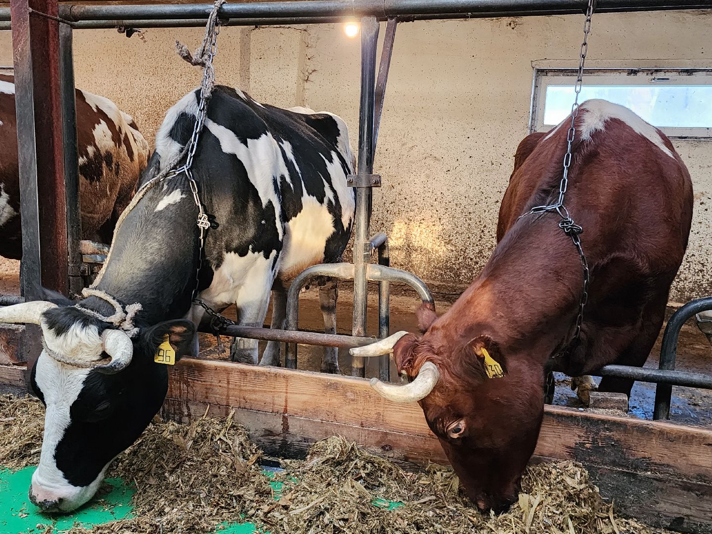 Звенигород, сельское хозяйство, Фермерство,