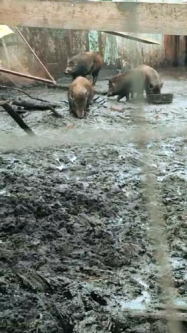 Наро-Фоминск, общество