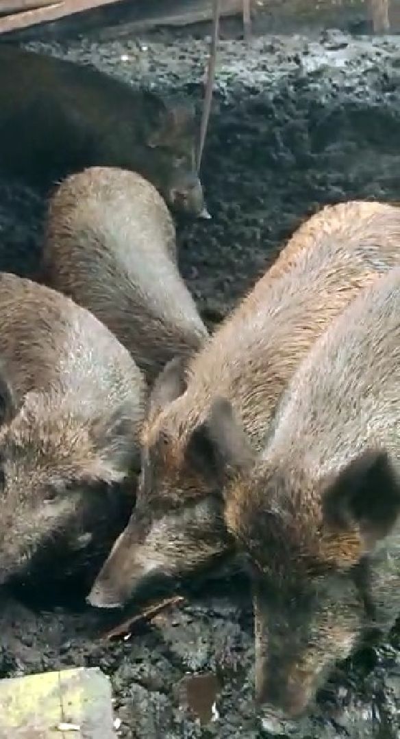 Наро-Фоминск, общество