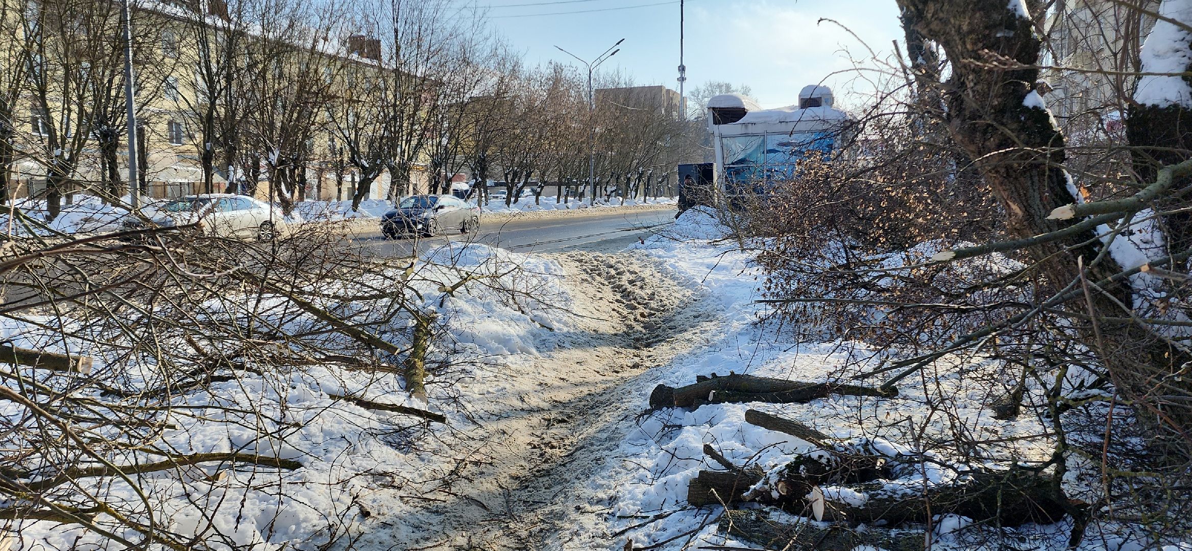 электросталь, мой город, жкх, жкх и благоустройство, обрезка деревьев, коммунальщики, чистый город, безопасность жителей,