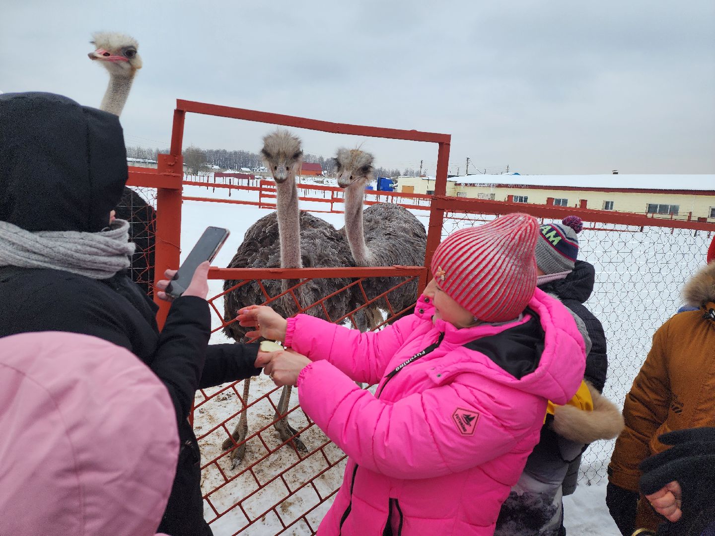 серпухов, подмосковье, дети, жены участников сво, страусиная ферма, МГЕР, диана алумянц,