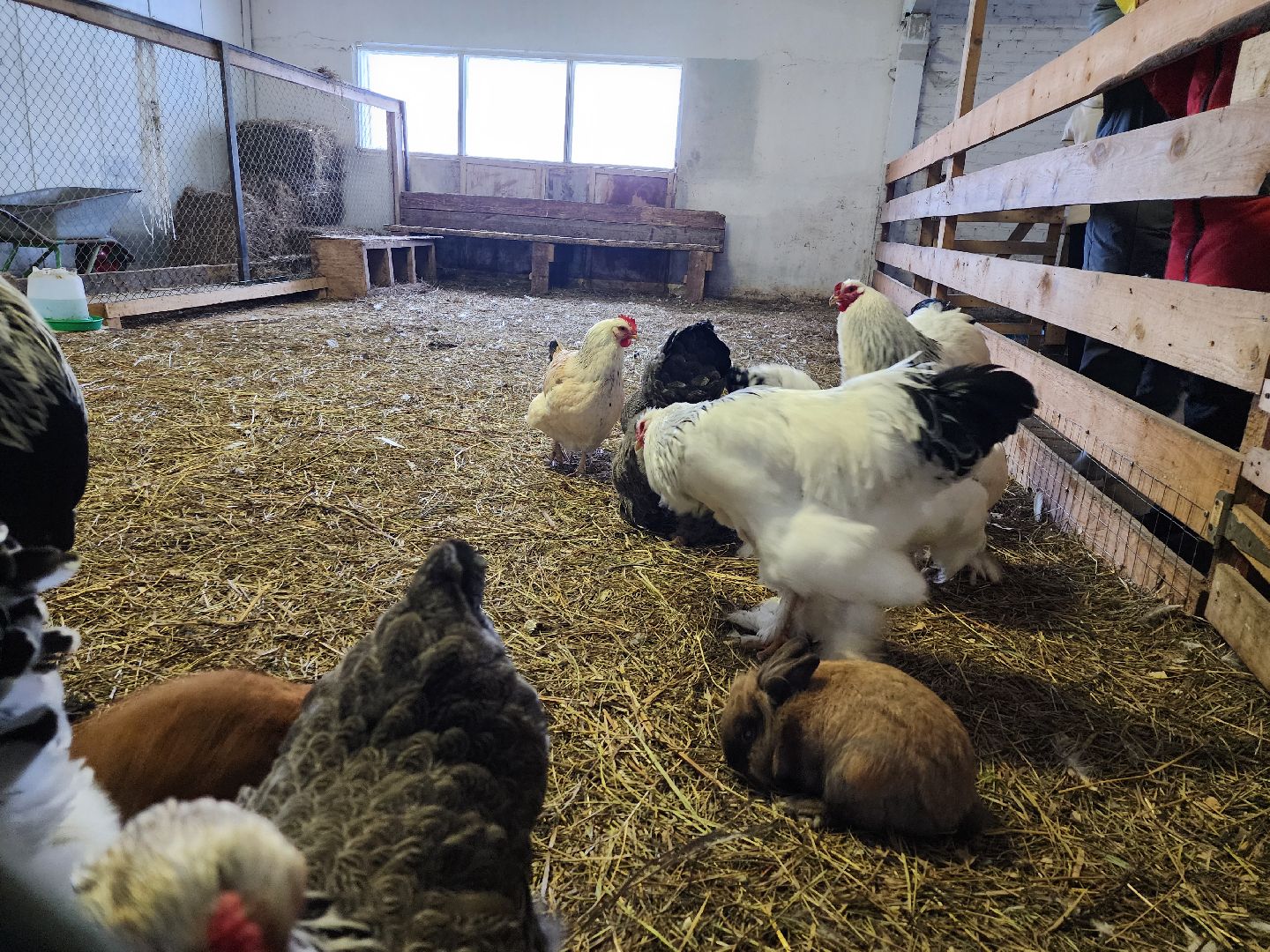 серпухов, подмосковье, дети, жены участников сво, страусиная ферма, МГЕР, диана алумянц,