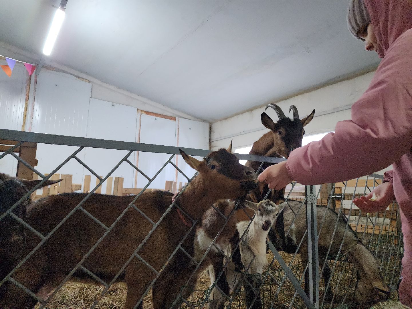 серпухов, подмосковье, дети, жены участников сво, страусиная ферма, МГЕР, диана алумянц,