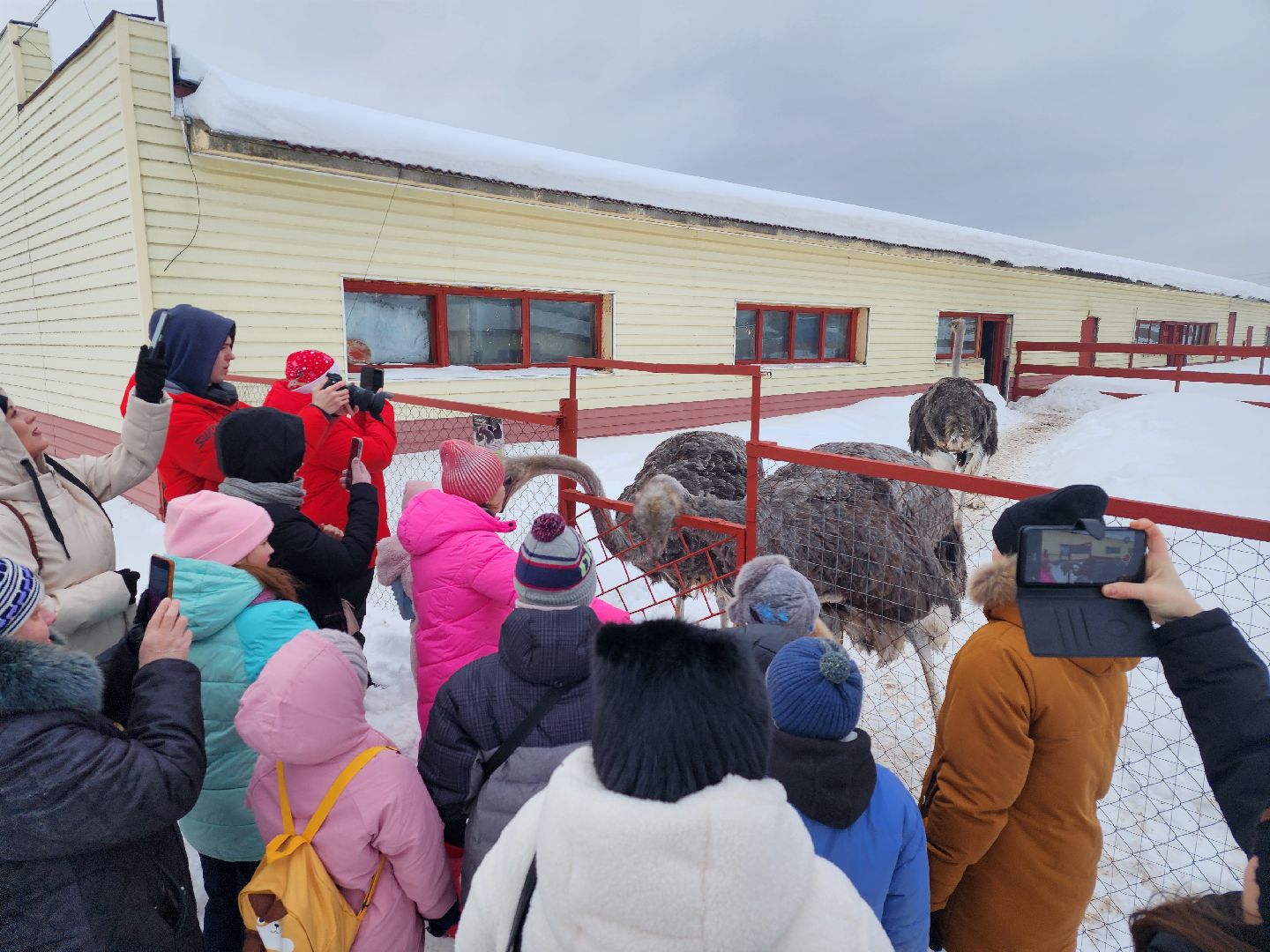 серпухов, подмосковье, дети, жены участников сво, страусиная ферма, МГЕР, диана алумянц,