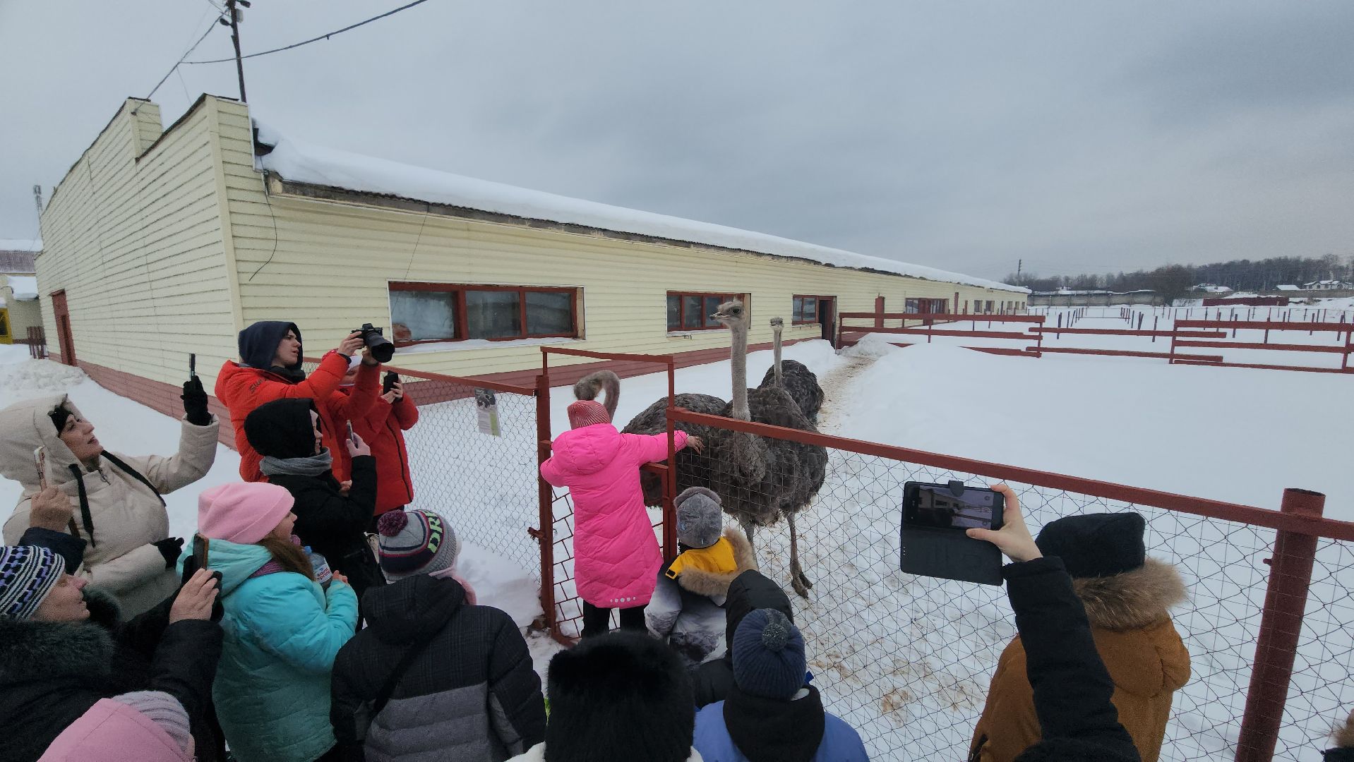 серпухов, подмосковье, дети, жены участников сво, страусиная ферма, МГЕР, диана алумянц,