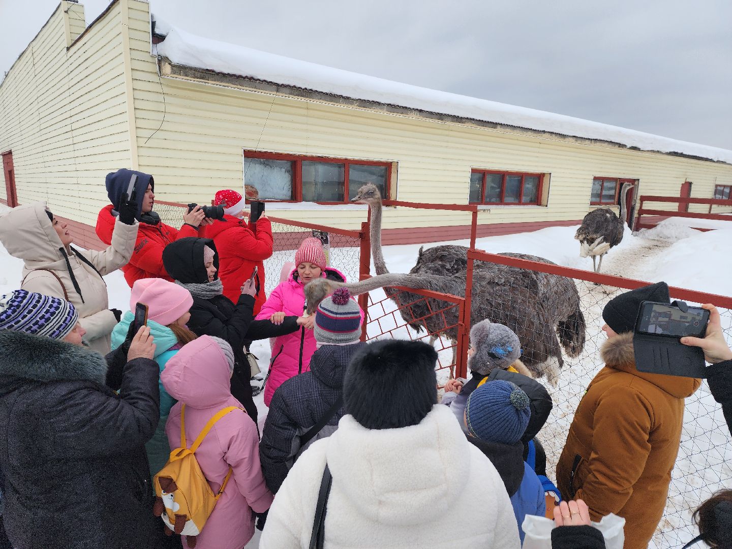 серпухов, подмосковье, дети, жены участников сво, страусиная ферма, МГЕР, диана алумянц,