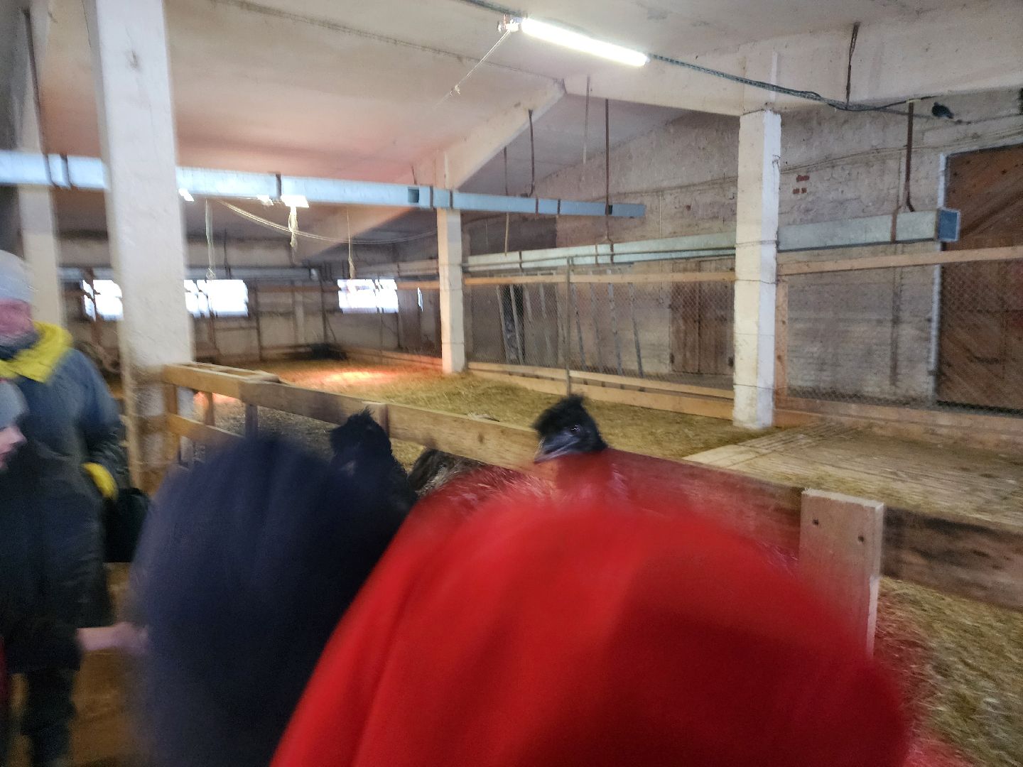 серпухов, подмосковье, дети, жены участников сво, страусиная ферма, МГЕР, диана алумянц,