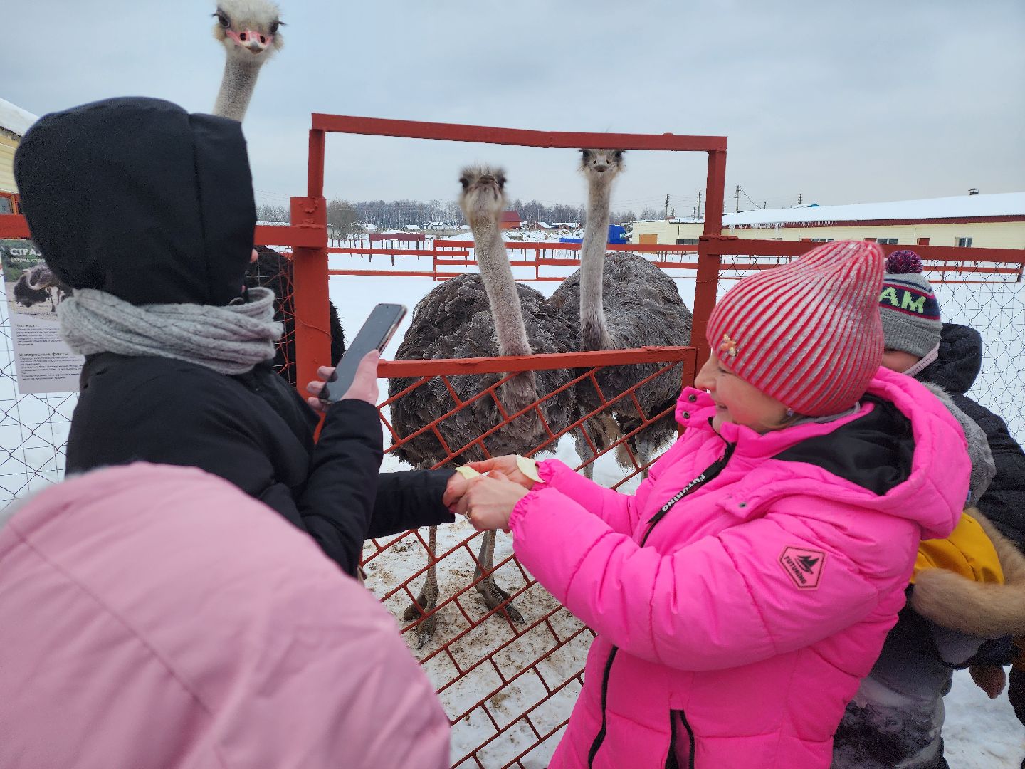 серпухов, подмосковье, дети, жены участников сво, страусиная ферма, МГЕР, диана алумянц,
