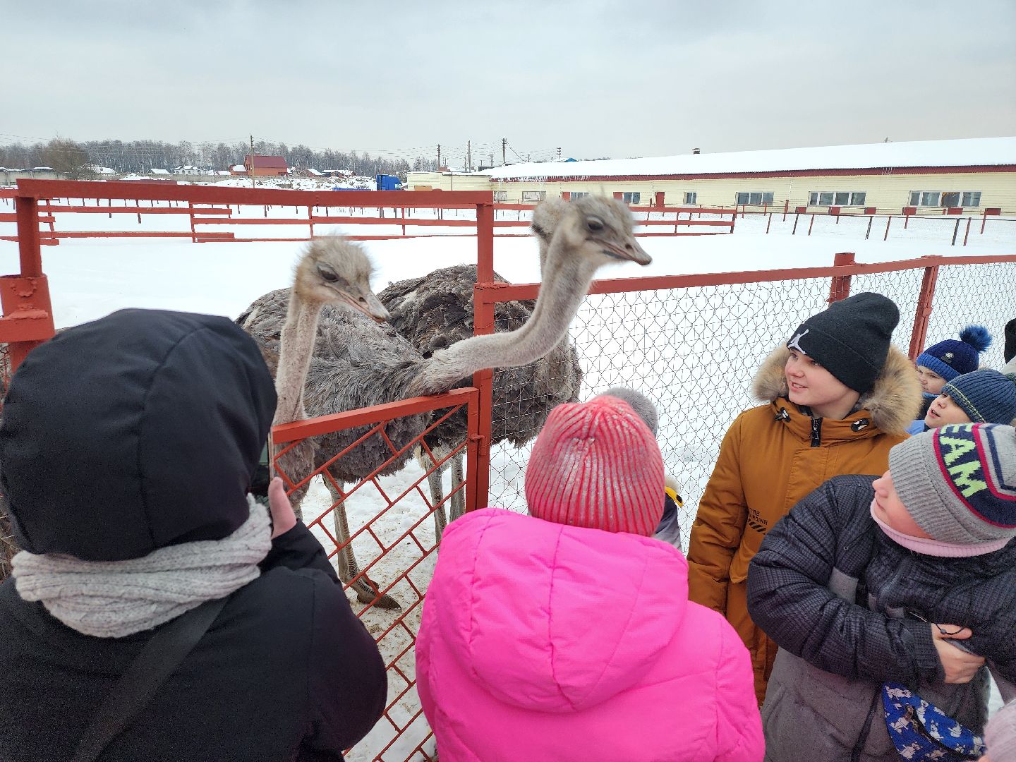 серпухов, подмосковье, дети, жены участников сво, страусиная ферма, МГЕР, диана алумянц,