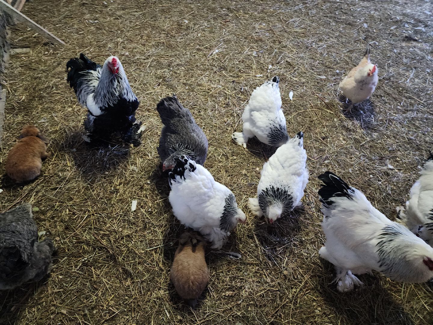 серпухов, подмосковье, дети, жены участников сво, страусиная ферма, МГЕР, диана алумянц,