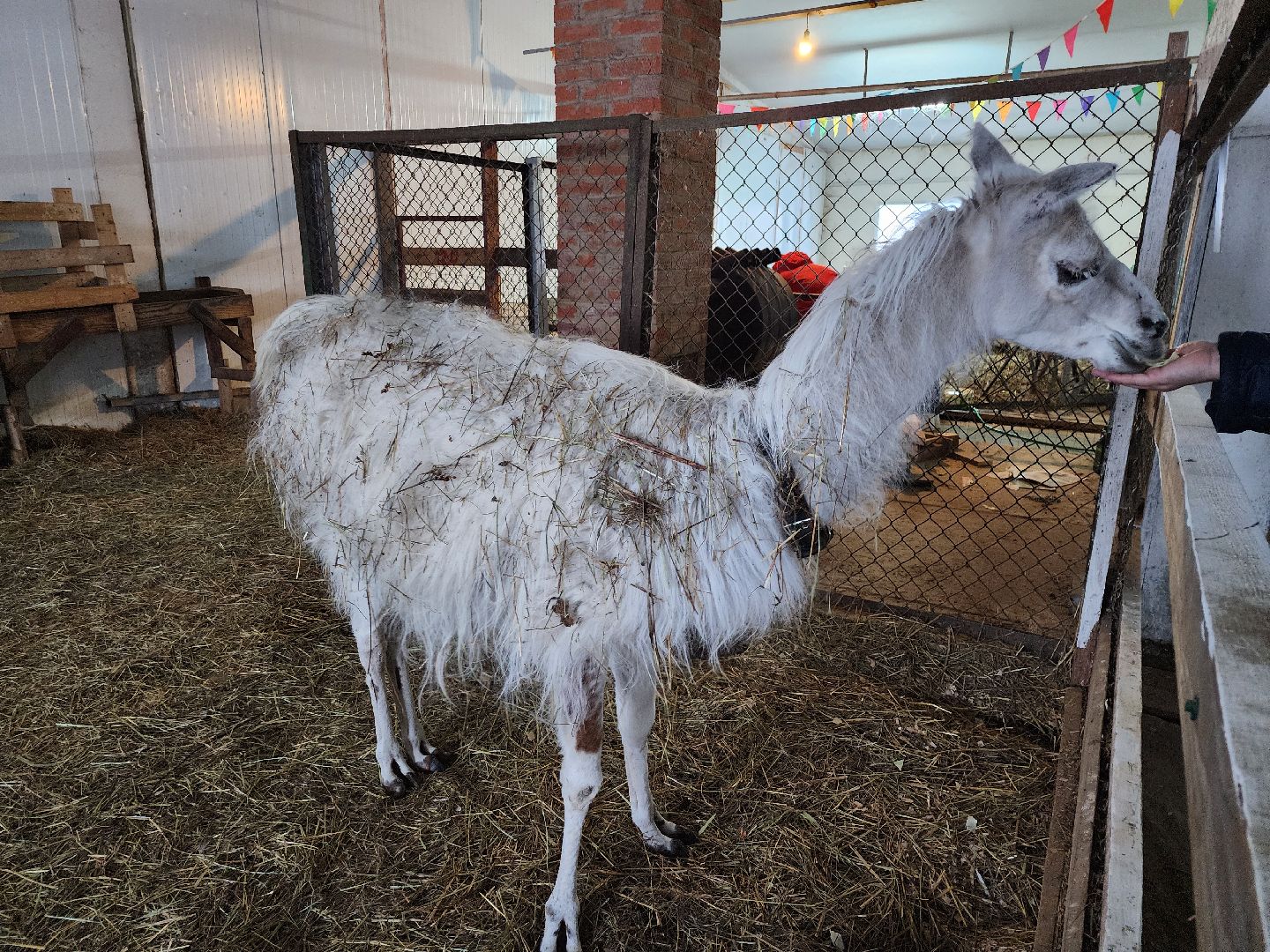 серпухов, подмосковье, дети, жены участников сво, страусиная ферма, МГЕР, диана алумянц,