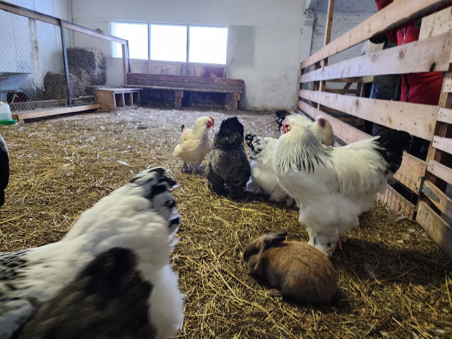 серпухов, подмосковье, дети, жены участников сво, страусиная ферма, МГЕР, диана алумянц,