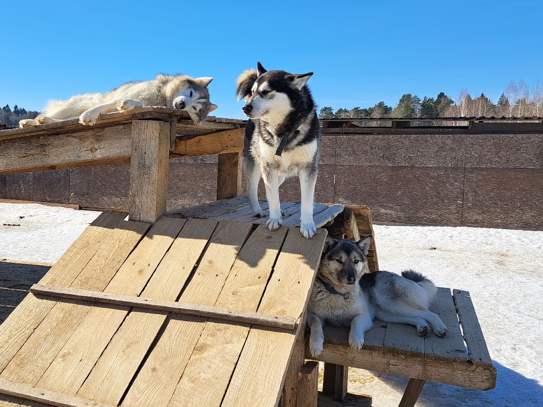 Хаски, ездовыесобаки, Ездовойспорт, Туризм, Собаки