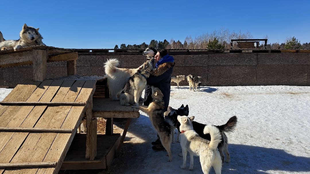 Хаски, ездовыесобаки, Ездовойспорт, Туризм, Собаки