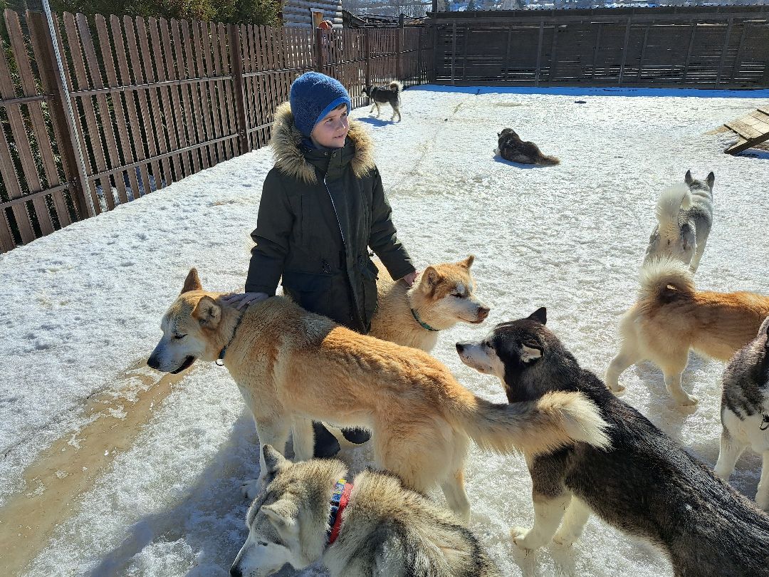 Хаски, ездовыесобаки, Ездовойспорт, Туризм, Собаки