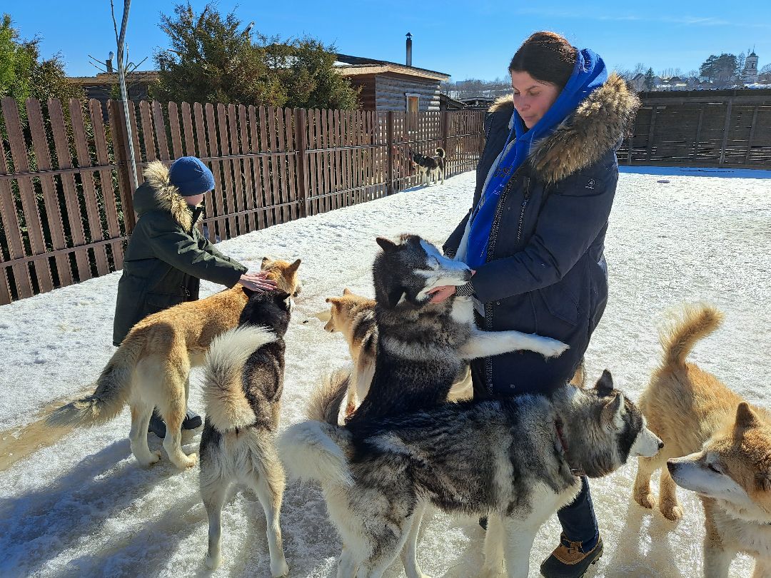 Хаски, ездовыесобаки, Ездовойспорт, Туризм, Собаки