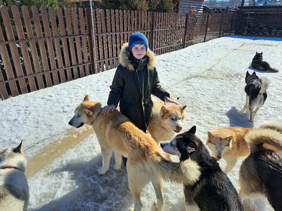 Хаски, ездовыесобаки, Ездовойспорт, Туризм, Собаки