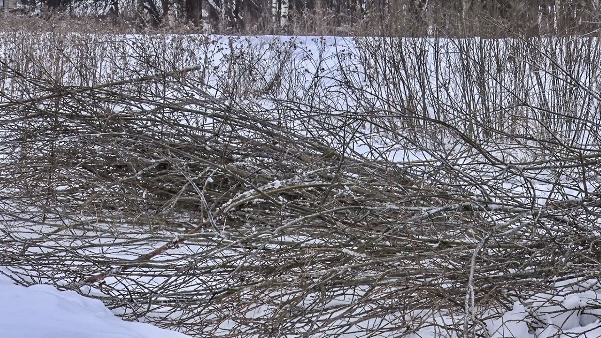 Клин, общество, волонтеры, благоустройство,