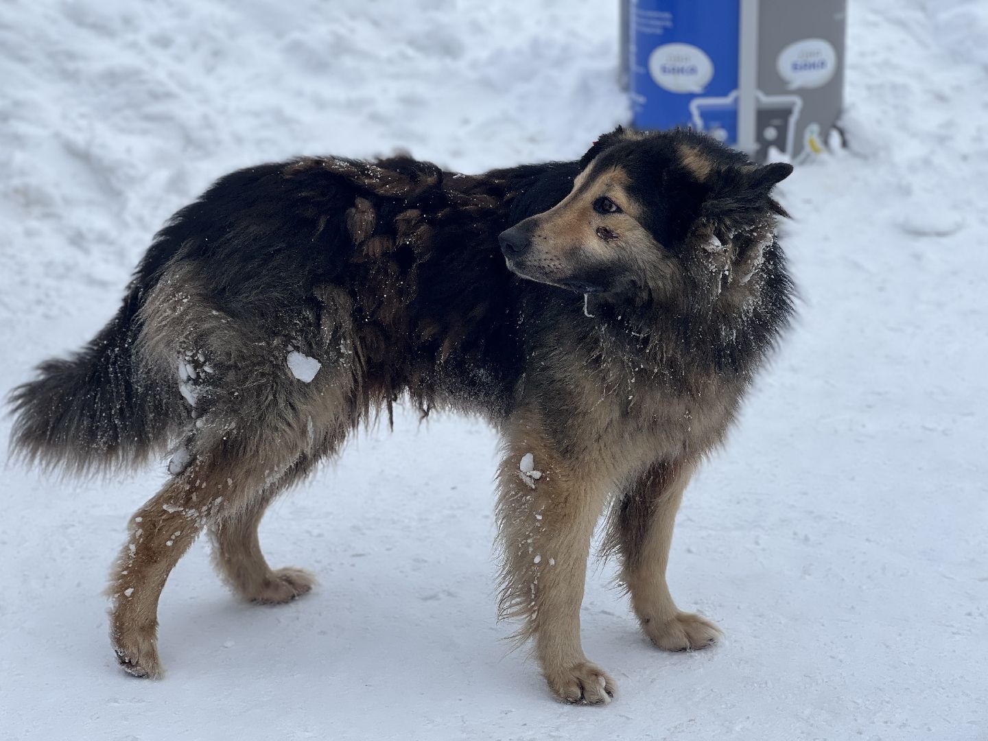 День защитника отечества, праздник, концерт, патриотические организации, мероприятие, сквер 28 квартал, Жуковский,