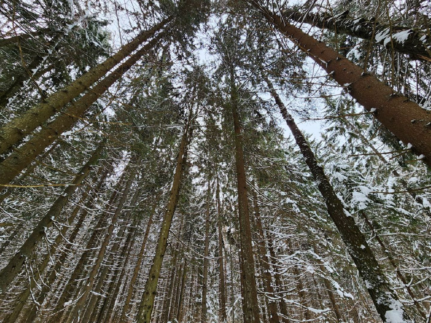 можайск, можайский городской округ, подмосковье, рейд, лесничие, патрулирование, лесное законодательство РФ, выявление нарушений,
