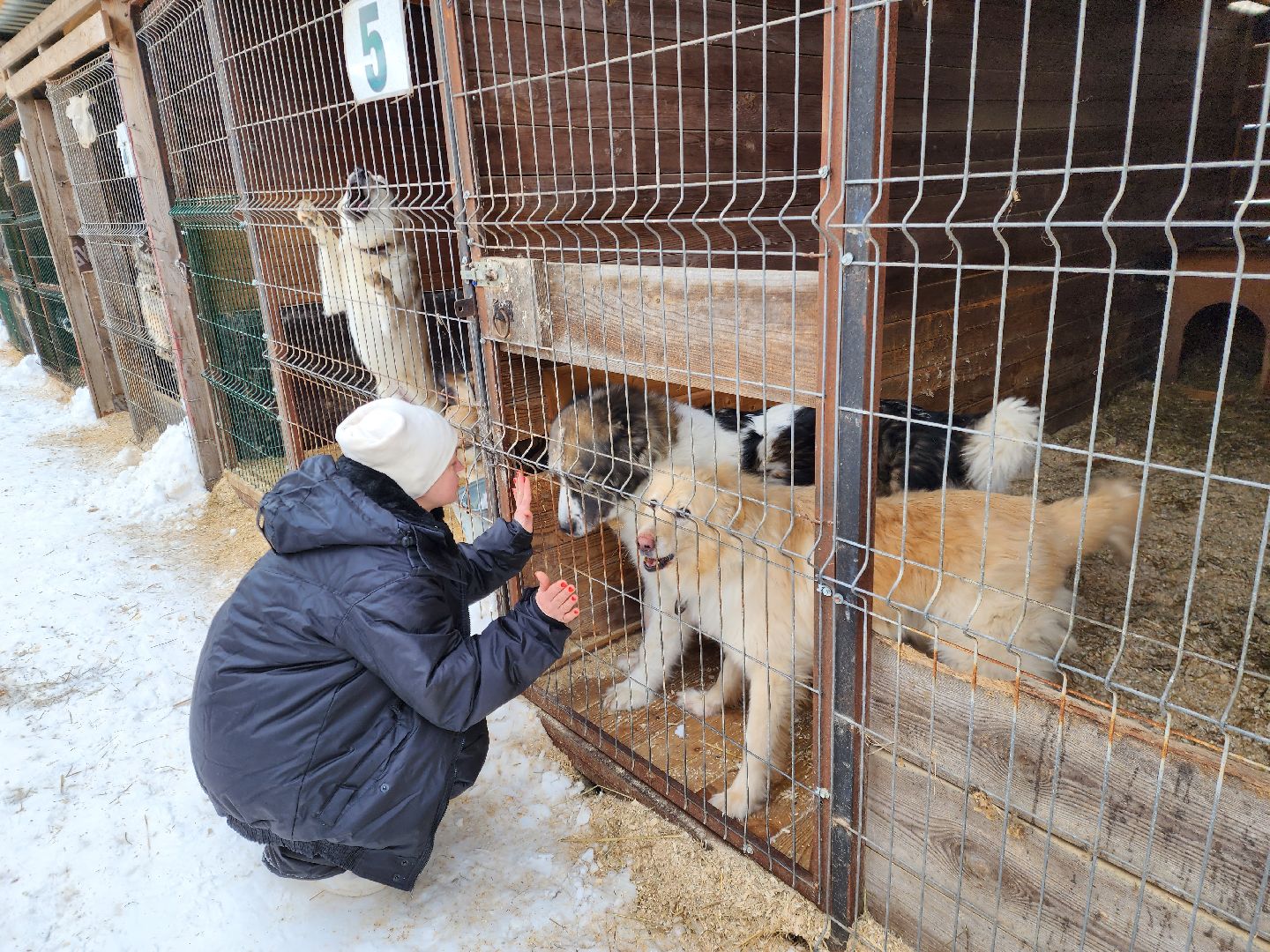Ногинск, приют, собаки, волонтер,