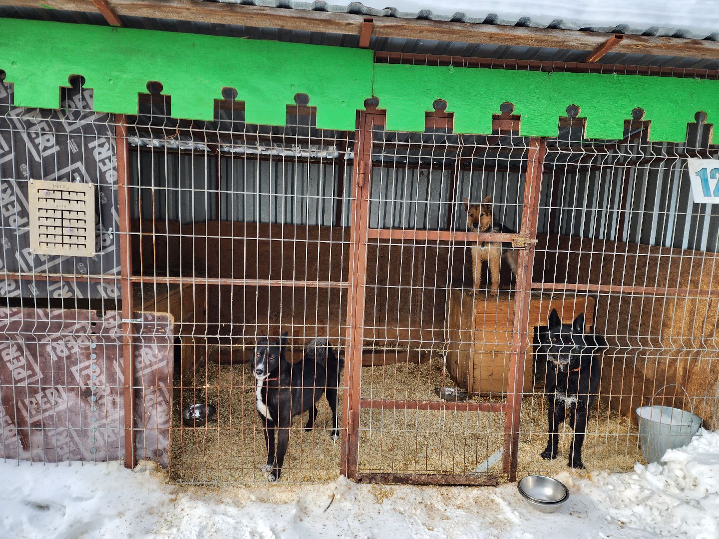 Ногинск, приют, собаки, волонтер,