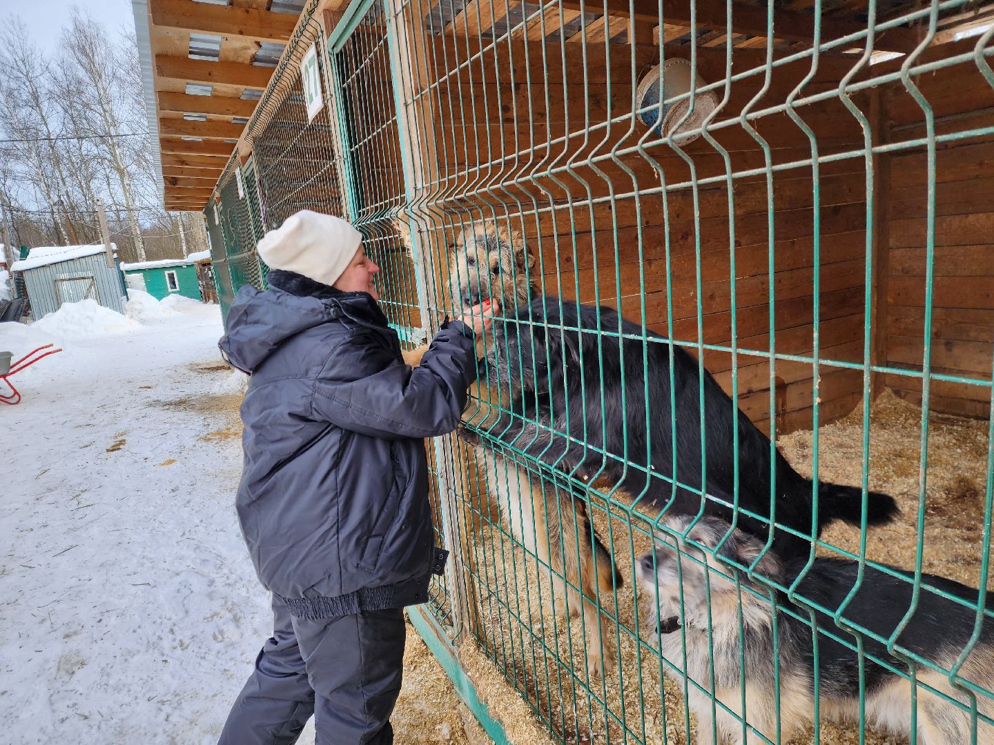 Ногинск, приют, собаки, волонтер,