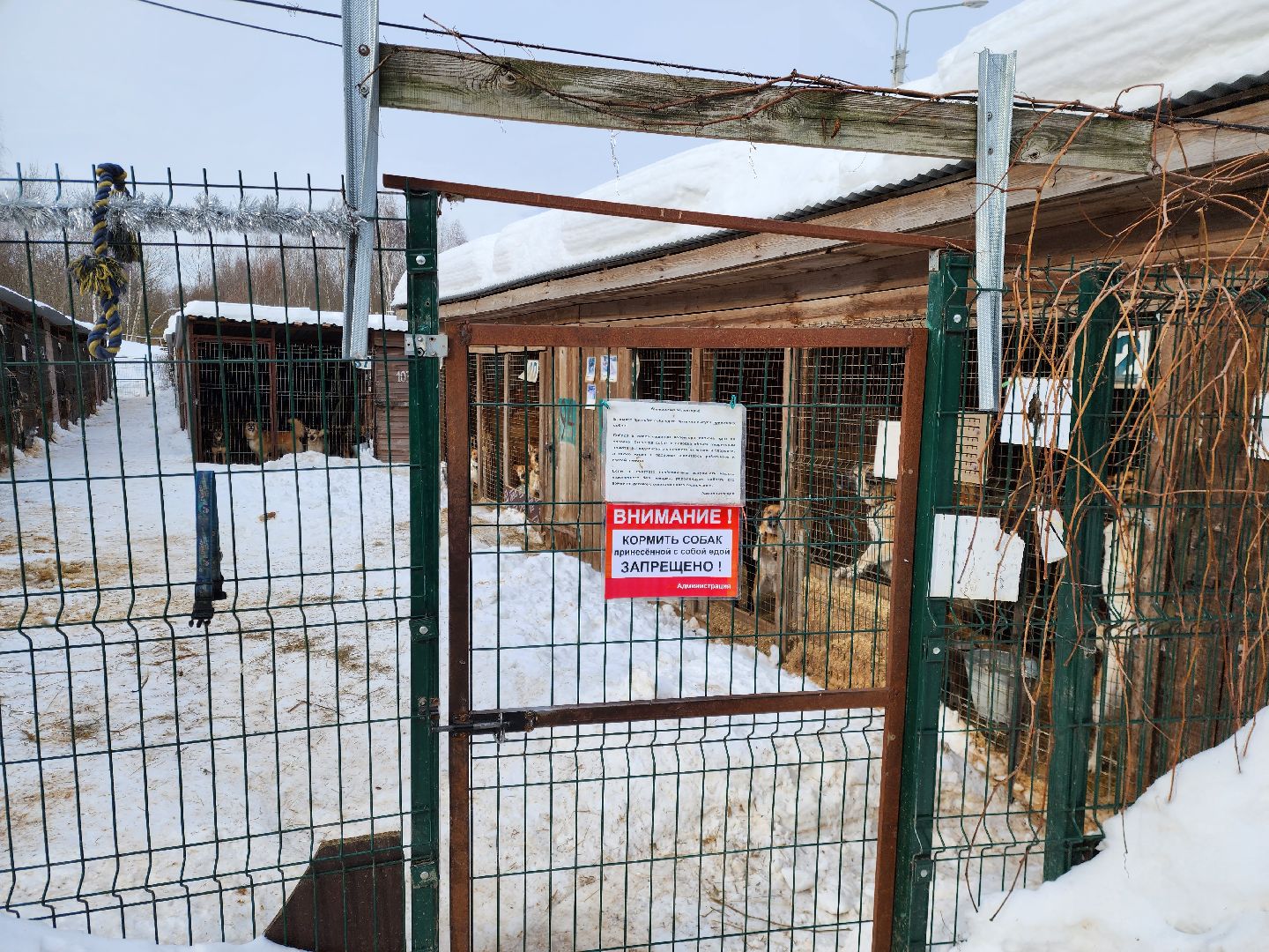 Ногинск, приют, собаки, волонтер,
